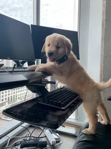 Misiu, a golden retriever puppy, standing at a desk with his paws on the keyboard